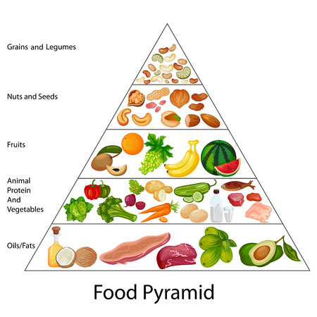 Education Chart of Food Pyramid Diagramのイラスト素材