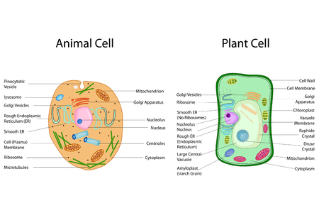 Education Chart of Biology for Animal and Plant Cell Diagram.のイラスト素材