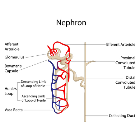 Education Chart of Biology for Nephron Diagramの写真素材