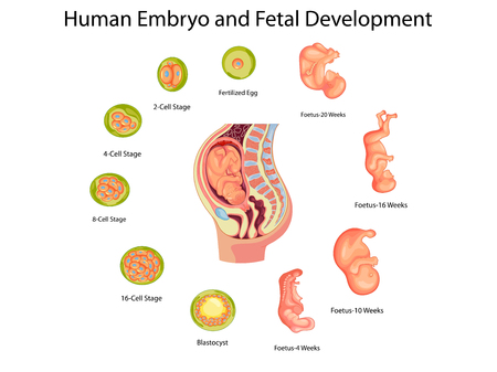 Education Chart of Biology for Human Embryo and Fetal Development Diagramの写真素材