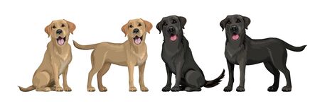 Gold yellow labrador retriever and black labrador retriever. Standing and sitting labradors isolated on white. Young and friendly dogs.のイラスト素材