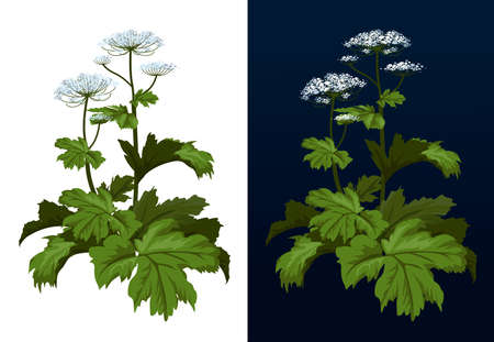 Toxic hogweed plant. Cow-bream. Heracleum plant. Heracleum Sosnowski full size isolated on white vector illustration.のイラスト素材