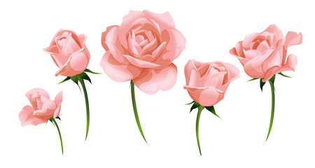 Pale pink roses and rosebud side-view isolated on white vector illustration.のイラスト素材