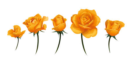 Orange Yellow rose bud side-view isolated on white vector illustration.のイラスト素材