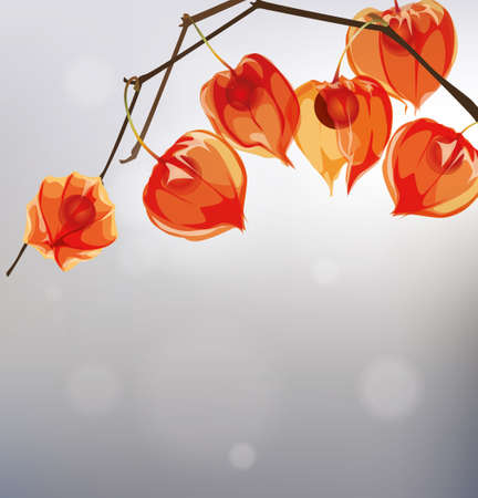 Winter Cherry. Ashvagandha. Physalis branch. Background with physalis twigs in vector.のイラスト素材