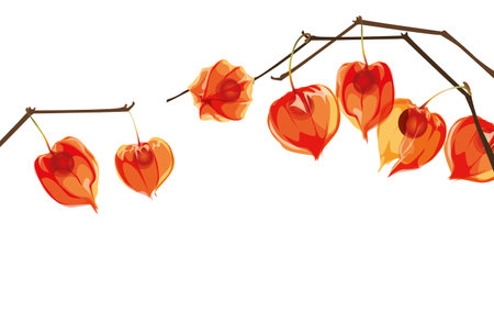 Winter Cherry. Ashvagandha. Physalis branch isolated on white in vector.のイラスト素材