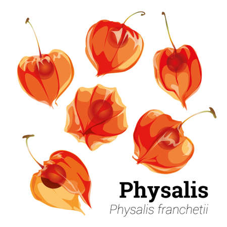 Physalis flowers isolated on a white background. Physalis berry botanical illustration in vector.のイラスト素材