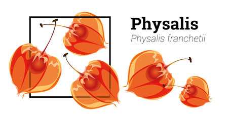 Physalis flowers isolated on a white background. Physalis berry botanical illustration in vector.のイラスト素材