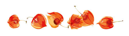 Physalis flowers isolated on a white background. Physalis berry botanical illustration in vector.のイラスト素材
