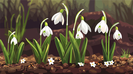 Close-up of Beautiful Snowdrops Emerging in the Garden in Springのイラスト素材