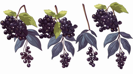 Cartoon Drawing of Ripe Elderberries with White Backgroundのイラスト素材