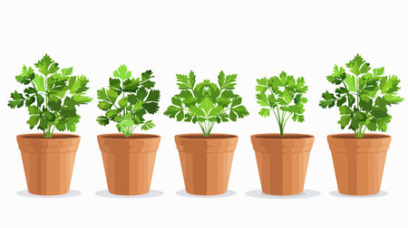 Potted Fresh Green Parsley Quadruplets on a Pristine White Canvasのイラスト素材
