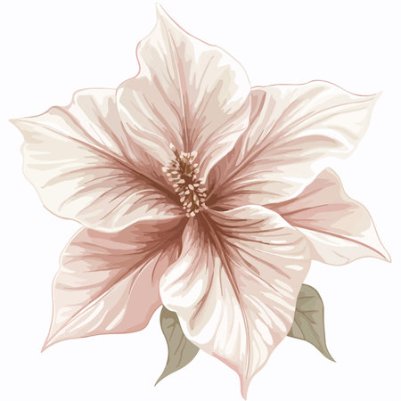 Poinsettia Flower Clipart Isolated on Transparent Backgroundのイラスト素材