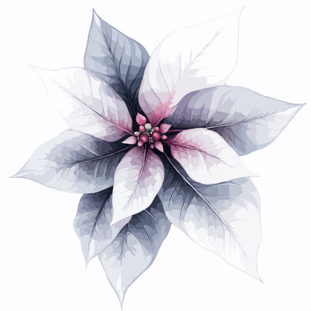 Transparent Clipart of a Crystallized and Festive Poinsettia Flowerのイラスト素材