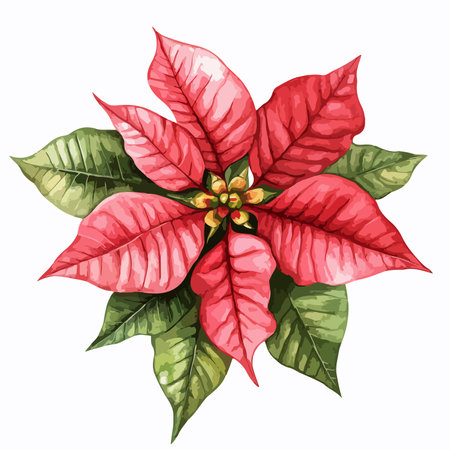 Watercolor Christmas Poinsettia Flower with Isolated Backgroundのイラスト素材