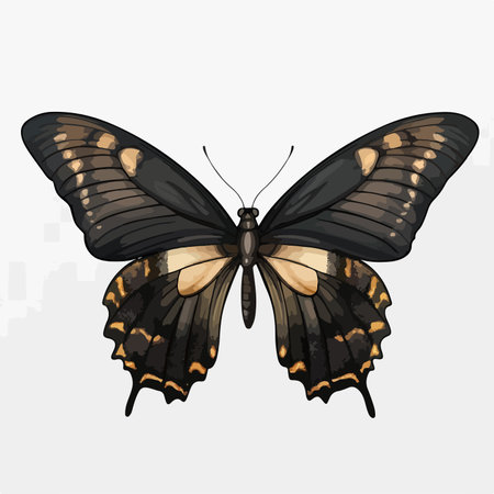 Butterfly isolated on white background. Vector illustration. Eps 10.のイラスト素材