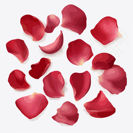 Rose petals isolated on white background. Vector illustration. Red rose petals.のイラスト素材