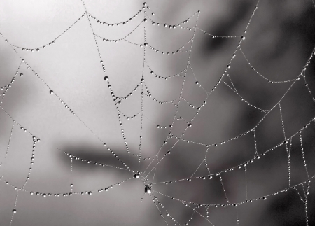 Spider net with water drops の写真素材