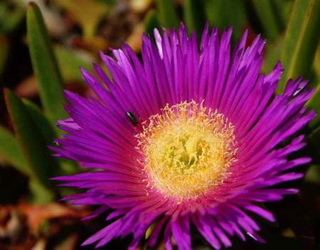 Carpobrotus edulis has become an invasive specieの写真素材