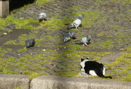 The cat and the pigeons...の写真素材