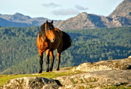 A wild horse in the  Geres park in Portugalの写真素材
