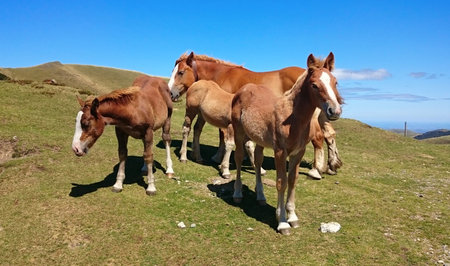 Horses in the Atlantic Pyrenees on the French Way of Santiago (Napoleon Route)