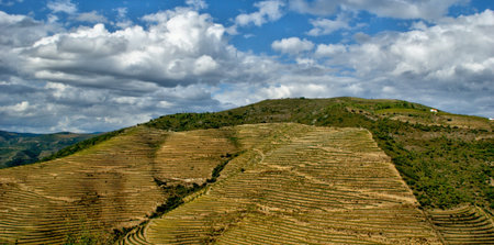 Douro Valley, vineyards and landscape near Regua, Portugal