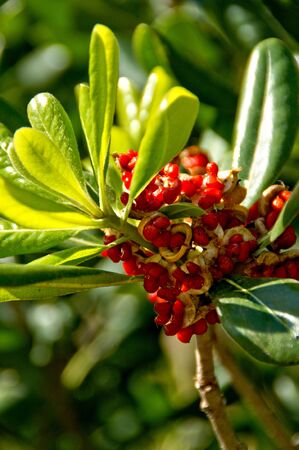 Daphne mezereum garden flowerの写真素材