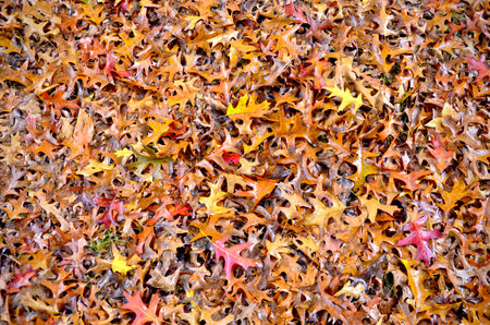 Autumnal tones paint Pasteleira Park in Porto, Portugalの写真素材
