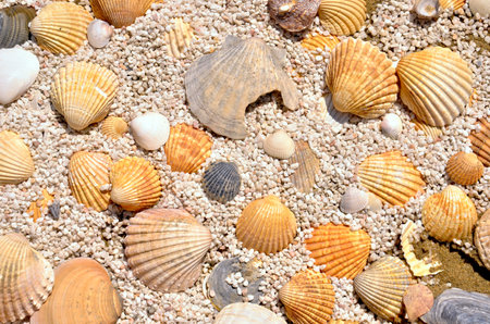 Shells of Faith: A Garden Tribute to the Camino de Santiago in Portugal