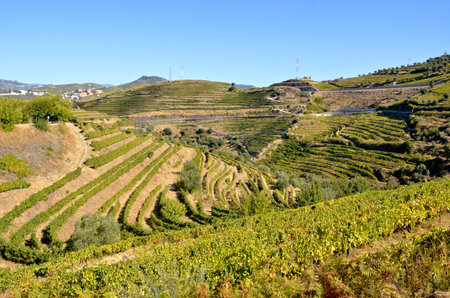 Terraced Legacy: Vineyards of the Alto Douro near Peso da Réguaの写真素材