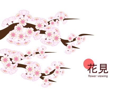 Large cherry blossom branch in flat style on 4 : 3 white background, made to celebrate 2018 Hanami (Japanese flower viewing) tradition.のイラスト素材