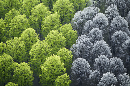 An aerial perspective splits the frame, showcasing lush green foliage on one side and a monochromatic representation of trees on the other, highlighting contrast.の素材