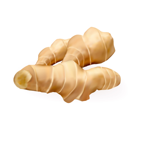 Ginger isolated on the white background. Vector illustrationのイラスト素材