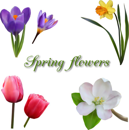 Spring flowers isolated on the white background, vector icon setのイラスト素材