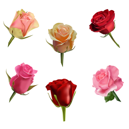 Set of roses isolated on the white backgroundのイラスト素材