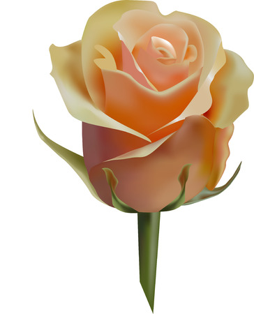 pastel rose isolated on the white backgroundのイラスト素材