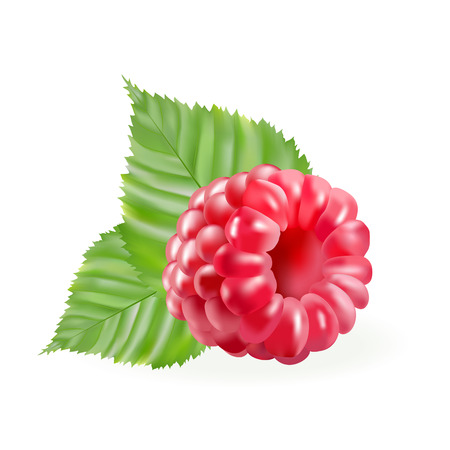 Vector illustration - rasberries with gteen leaves isolated on the white backgroundのイラスト素材