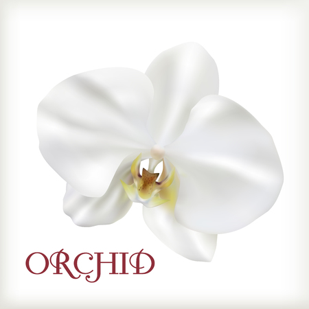 Beautiful Orchid, white phalaenopsis isolated on white background.のイラスト素材