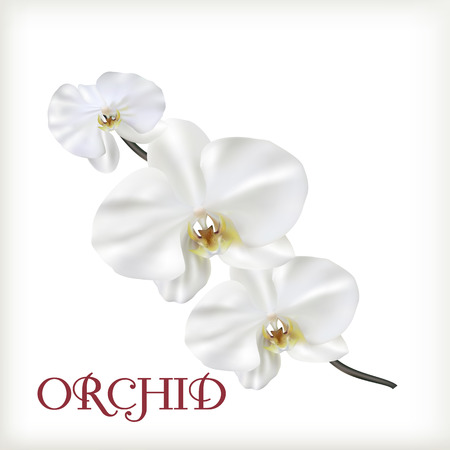 White flowers of orchidのイラスト素材