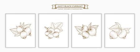 Set of Juicy Black Currant branch  and leaves hand drawn engraving style botanical illustration. Premium Vectorのイラスト素材