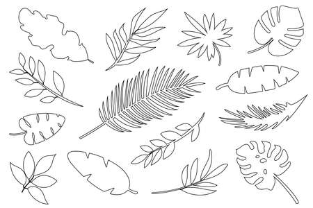 Linear Tropical Leaves. Collection of exotic jungle leaves Vector design elementsのイラスト素材