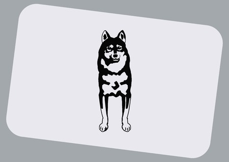 Vector illustration of a dog. Aggressive purebred dog.のイラスト素材