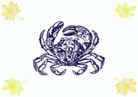 Vector illustration of a crab. Logo, graphics, seafood. Marine reptile.のイラスト素材