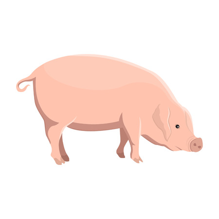 Vector illustration of a pigのイラスト素材