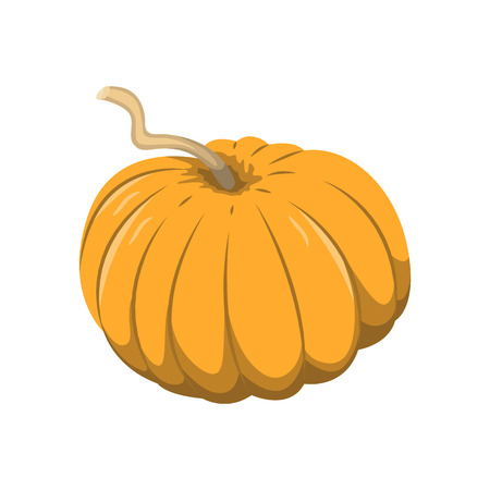 Vector illustration of a pumpkin on white background. Vegetables and gardening topic.のイラスト素材