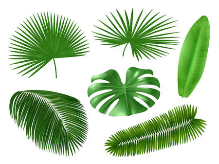 Realistic tropical leaves. Palm tree foliage, green exotic plants elements, monstera and coconut, jungle hawaiian summer nature. Vector plant design set on white backgroundのイラスト素材