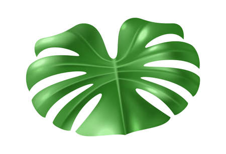 Realistic tropical leaf. Monstera plant foliage, green exotic botanical decor 3d element, jungle hawaiian summer nature, single rainforest subtropical tree, vector isolated illustrationのイラスト素材