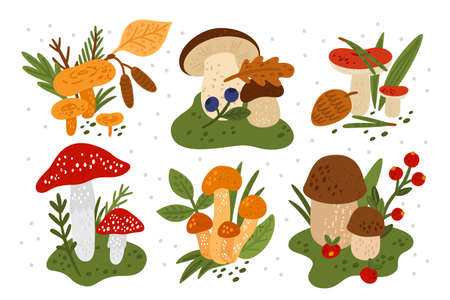 Mushrooms compositions. Forest fungi with plants. Berries and leaves on russula cap. Woodland porcini. Fly agaric and honeydew. Edible and poisonous. Vector autumn botanical elements setのイラスト素材