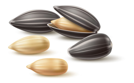 Realistic nuts. 3D natural products. Dry vegetables healthy snacks. Sunflower seeds. Scattered beans. Isolated peeled grains. Vegan diet nutrition. Vector cooking raw plant ingredientのイラスト素材
